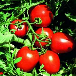 Сурия F1 - томат детерминантный, 1000 семян, Nickerson Zwaan фото, цена